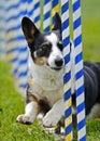 Dog Agility Weave Slalom Royalty Free Stock Photo